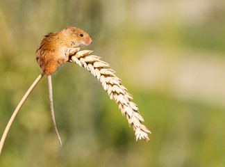 Harvest Mouse