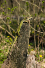 Lizard