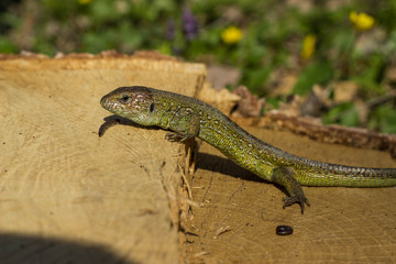 Lizard