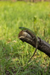 Lizard