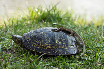 lizard riding a turtle.
