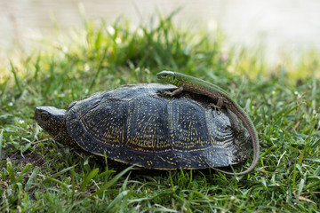 lizard riding a turtle.