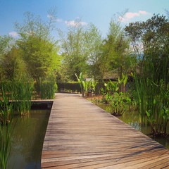 wooden bridge path in park