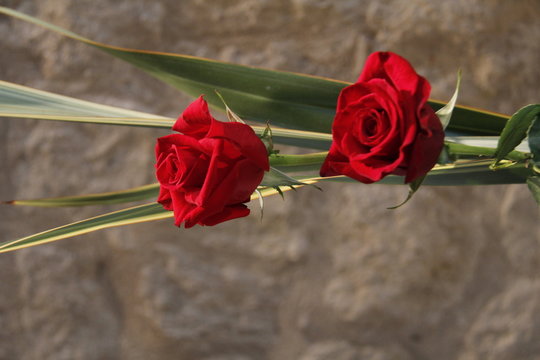 Red rose