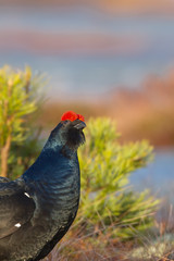 Black Grouse listening the sounds of the morning