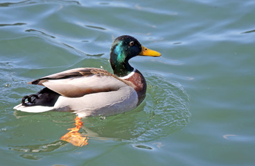 duck that swims in the pond water