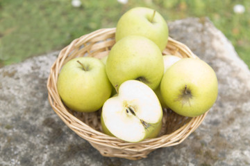 wicker basket with green apples in the field