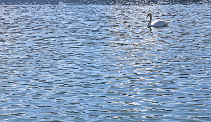 White Swan swimming in the water