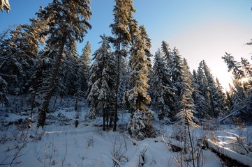 forest winter