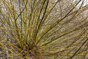 weide frischer trieb © Gerda Lehner