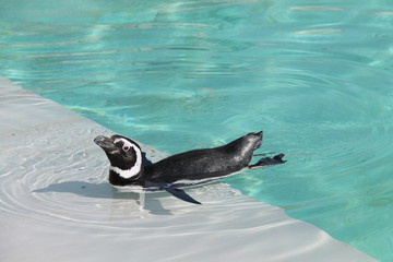 A Magellanic Penguin Leaving a Pool of Water.