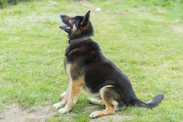Perro.