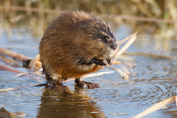 muskrat