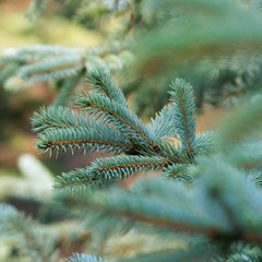 Picea pungens - Blue spruce
