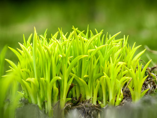 Natural  green background