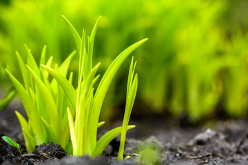 Natural  green background