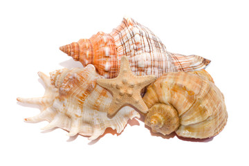 Морские раковины на белом
