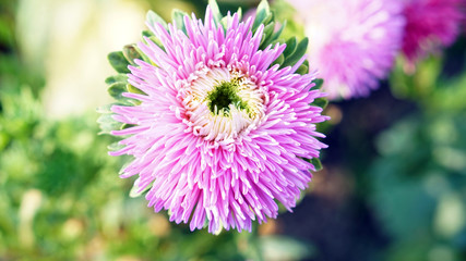 Obraz premium pink purple flower with pollen