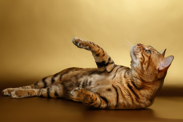 Bengal Cat on Gold background and playing
