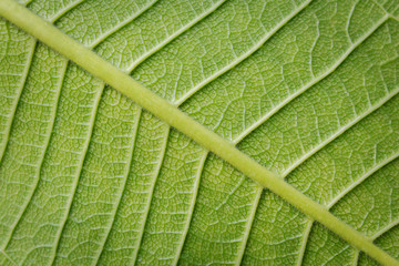 Fresh Green Leaf Texture Closeup