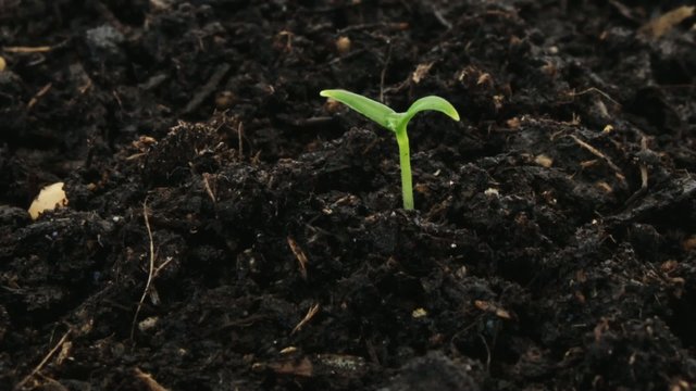 time lapse growing seedling with water drop