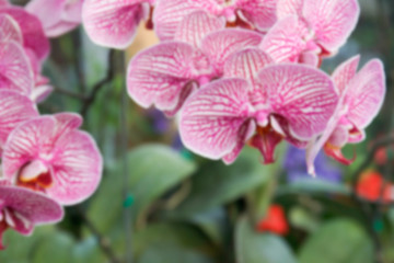 Fototapeta na wymiar blurry defocused purple orchid flower for background