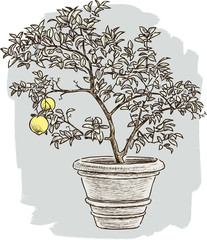 lemon tree in the flower pot