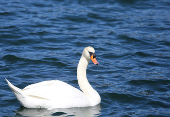 White Swan swimming in the clear water of the pond