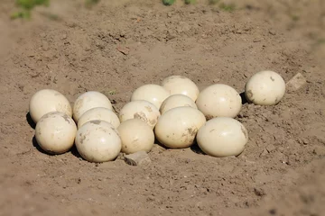 Crédence de cuisine en verre imprimé Autruche ostrich eggs