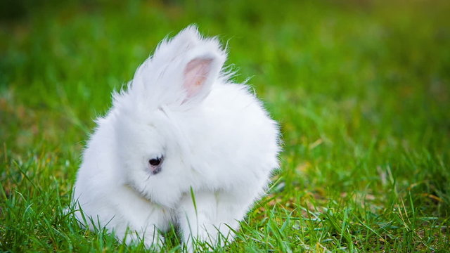Video of white rabbit outdoors
