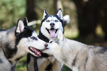 Husky in a forest