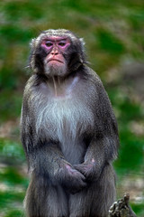 Portrait of monkey 6