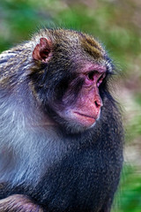 Portrait of monkey 7