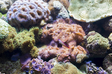 Fototapeta na wymiar underwater life
