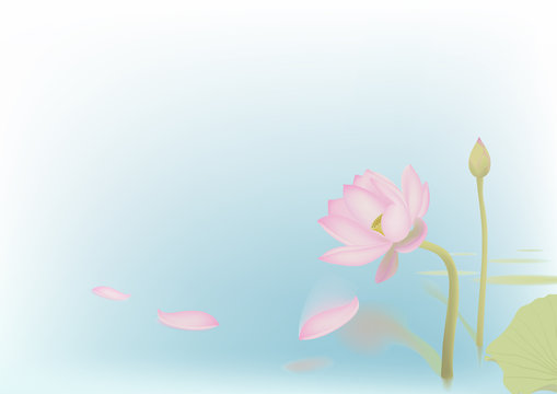 Falling off petals of lotus