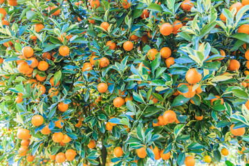Obrazy na Szkle  drzewo pomarańczowe