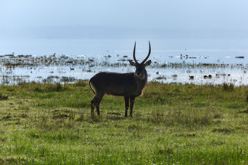 Naklejka na ściany i meble Animals Kenya Lake Nakuru, Waterbuck in Nakuru