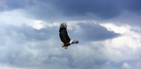 Fototapeta premium Bald eagle in the sky, eagle, flying, blue, sky, nature