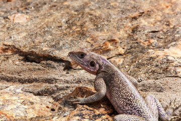 Red-headed rock agama, Maasai Mara National Park