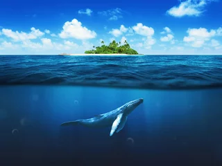 Foto auf Glas Schöne Insel mit Palmen. Wal unter Wasser © alones
