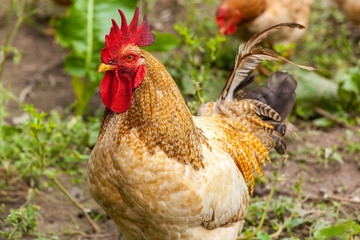 rooster and hen in the village, rooster live yard poultry