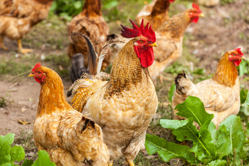 rooster and hen in the village, rooster live yard poultry