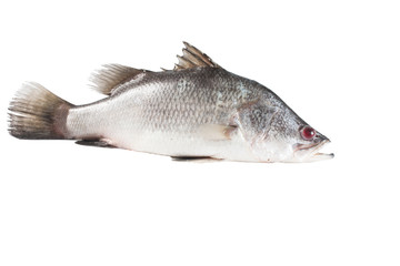 Snapper isolate on white