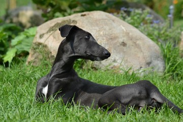 Galgo Espanol Welpe