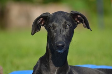 Galgo Espanol Welpe