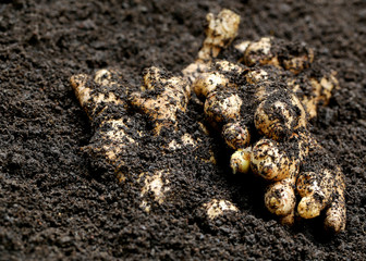 Newly harvested ginger