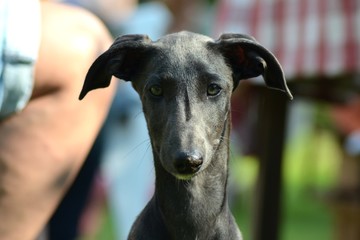 Galgo Espanol Welpe