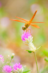 Dragonfly on Globe Amaranth  flowers.