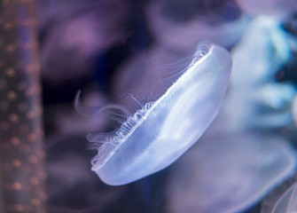 colored jellyfish