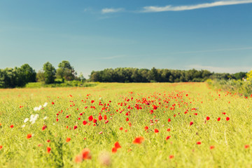 summer blooming poppy field